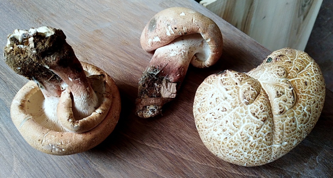 Neolentinus schaefferi (Weinm.)Redhead et Ginns =L.cyathiformis (Schaeff.) Bres.