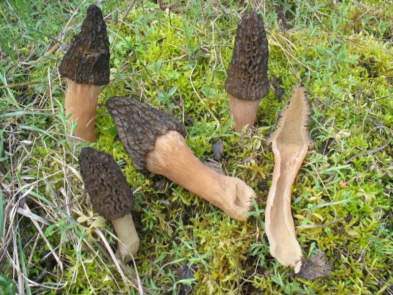 Morchella conica Pers.