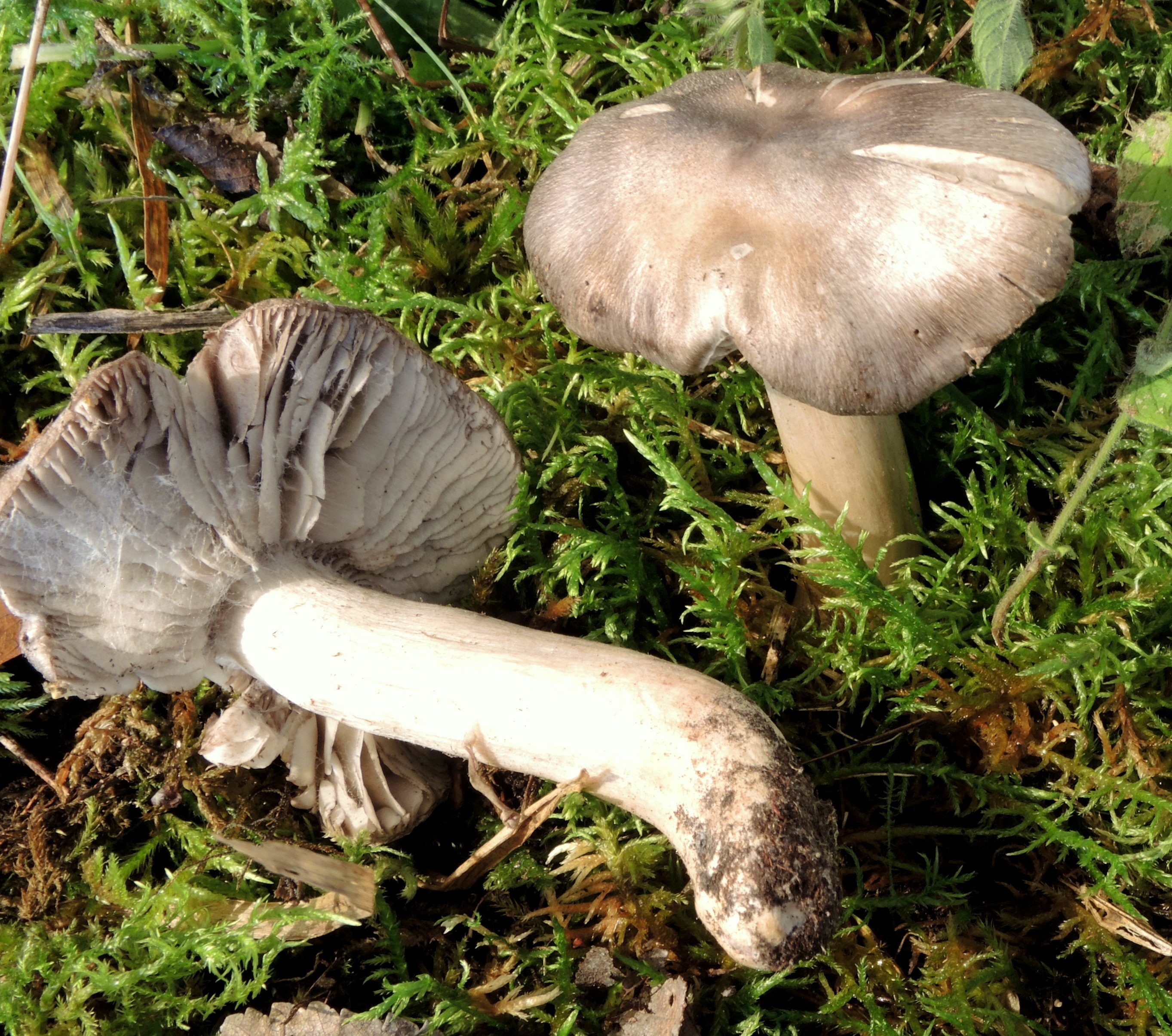 Tricholoma josserandii Bon = T. groanense Viola