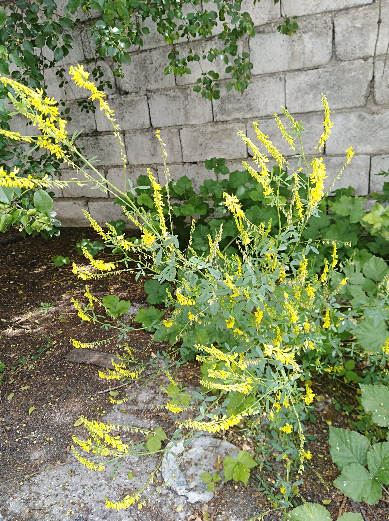 Melilotus officinalis