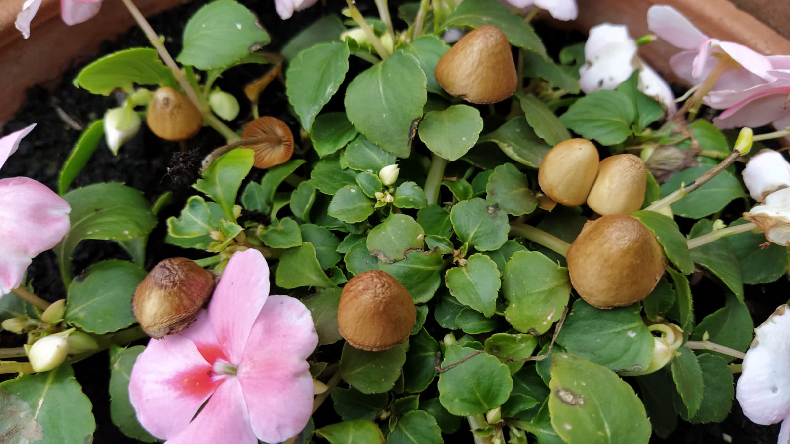 Conocybe subovalis Kuhner & Watling