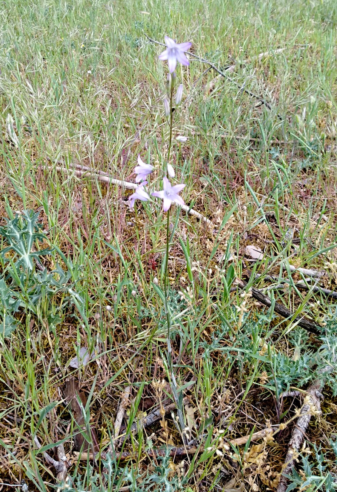 Campanula rapunculus