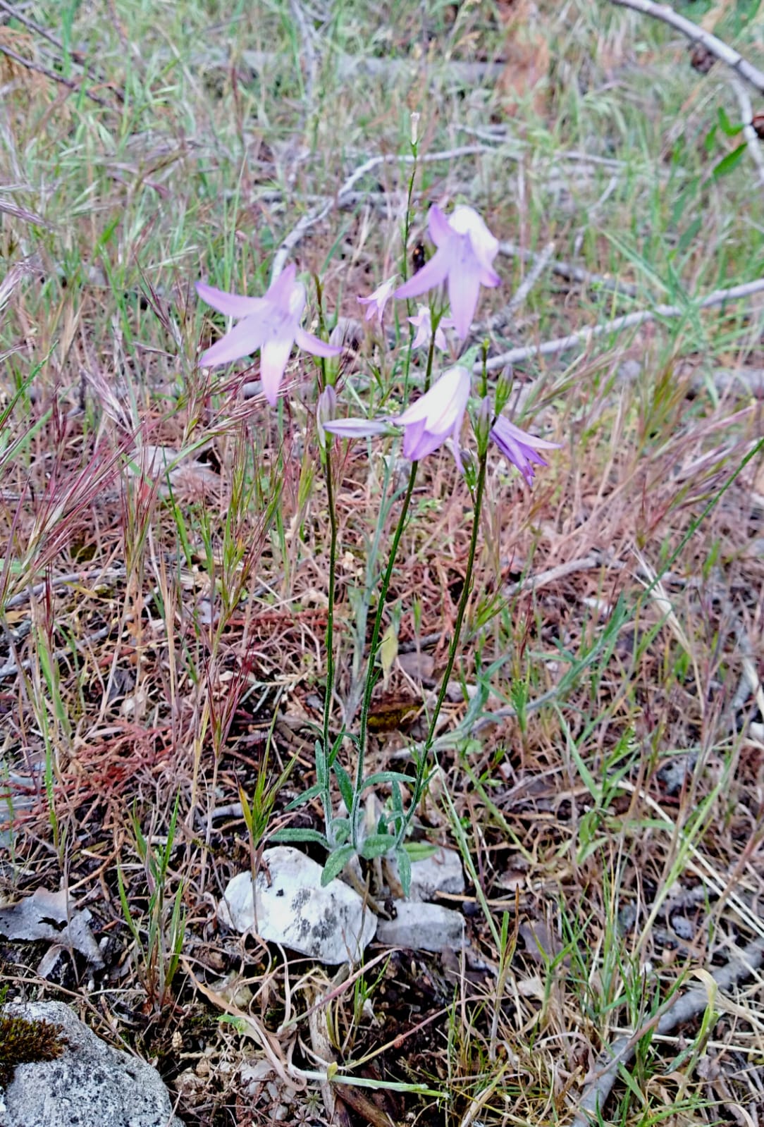 Campanula patula