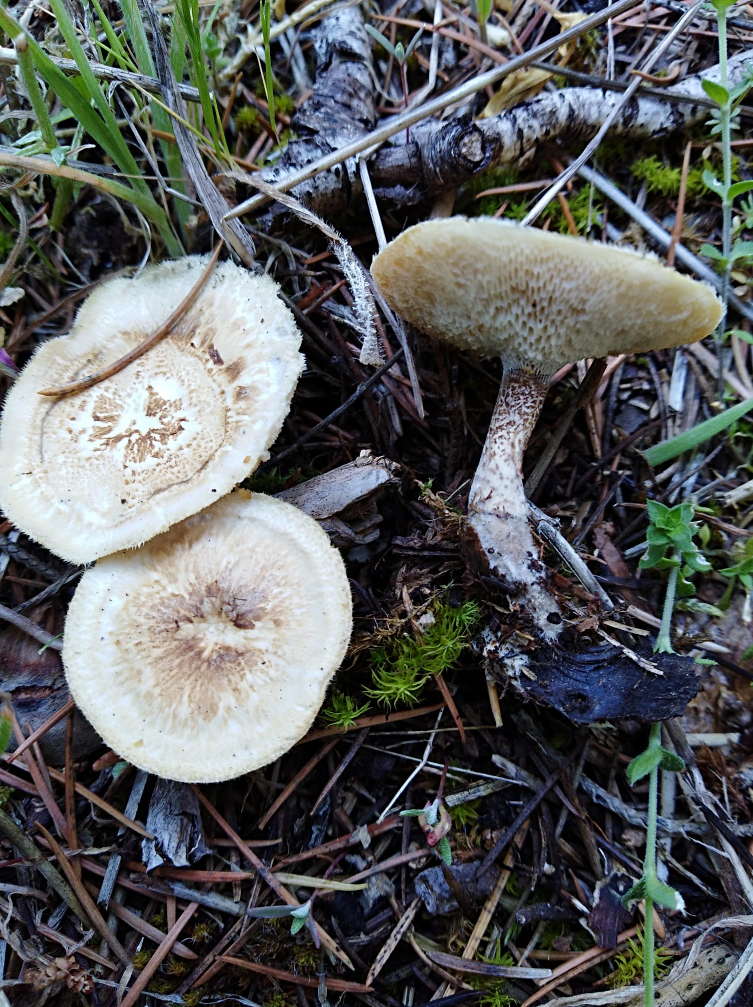 Polyporus arcularius (Batsch) Fr.
