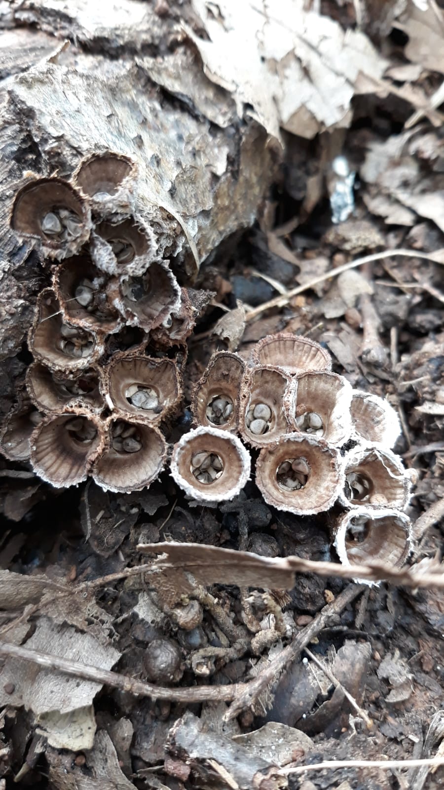 Cyathus striatus (Huds.) Willd. = C. hirsutus Schaeff.