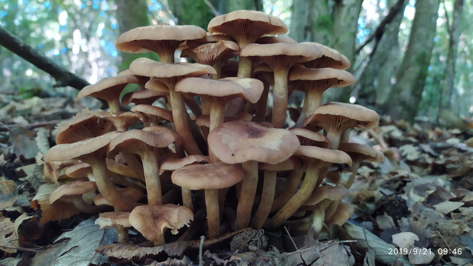 Armillaria socialis (Dc. Fr.) Fayod = A.tabescens (Scop.) Emel