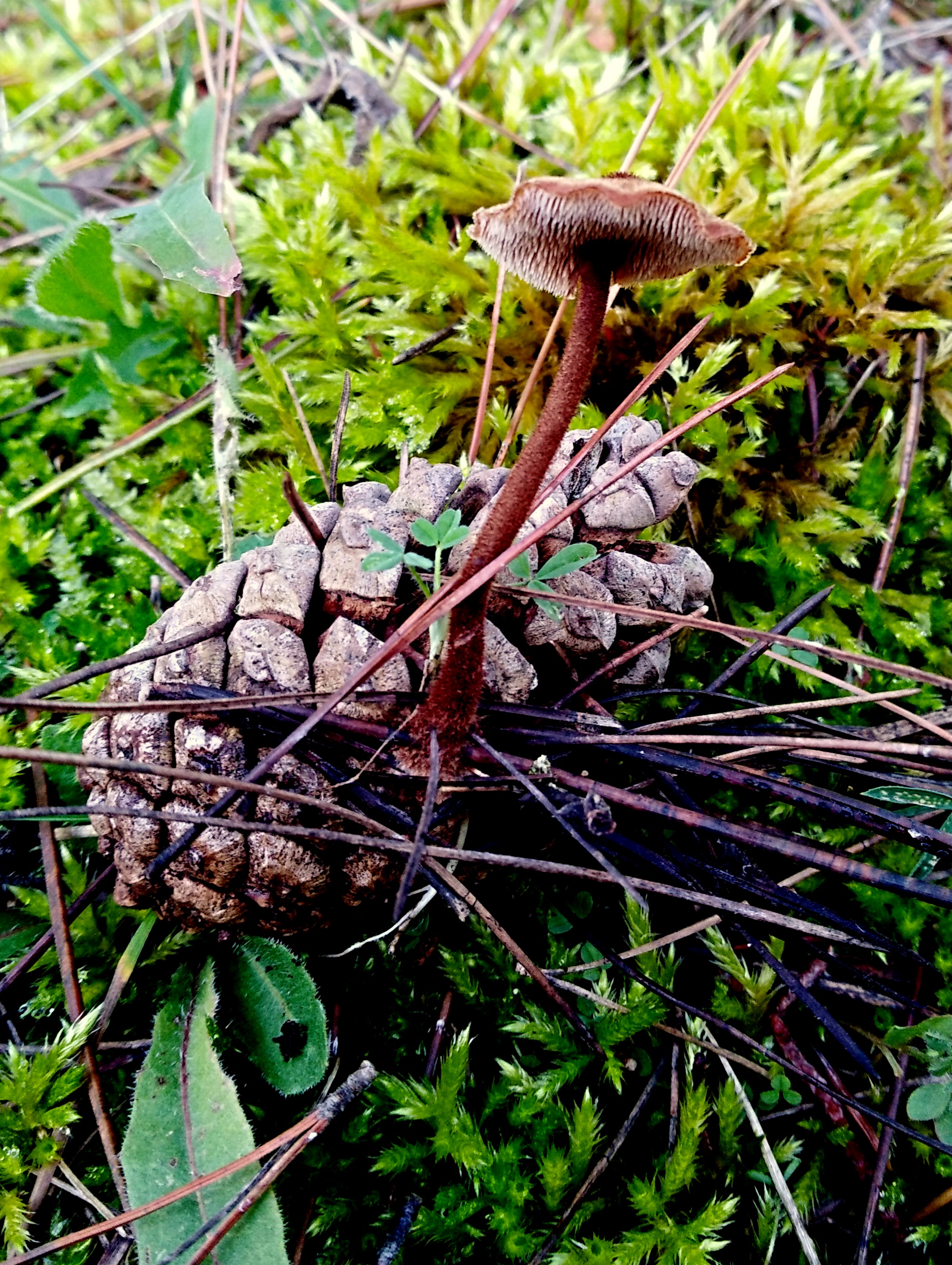 Auriscalpum vulgare Gray