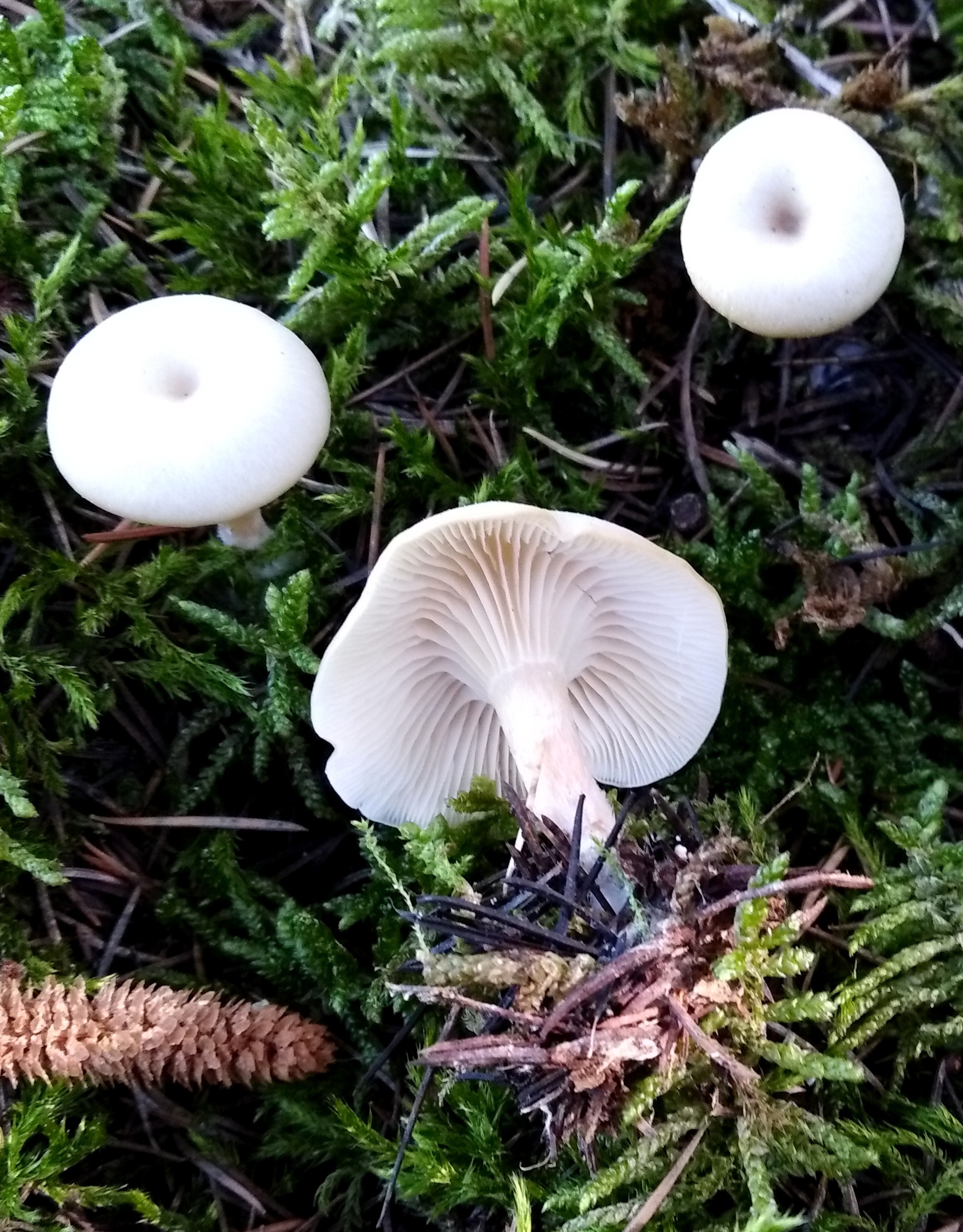 Clitocybe phaeophtalma (Pers.) Kuiper