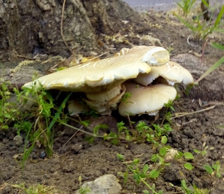 Agrocybe aegerita (Briganti) Singer = A. cylindrica (DC.: Fr.) Maire = Cyclocybe aegerita (V. Brig.) Vizzini