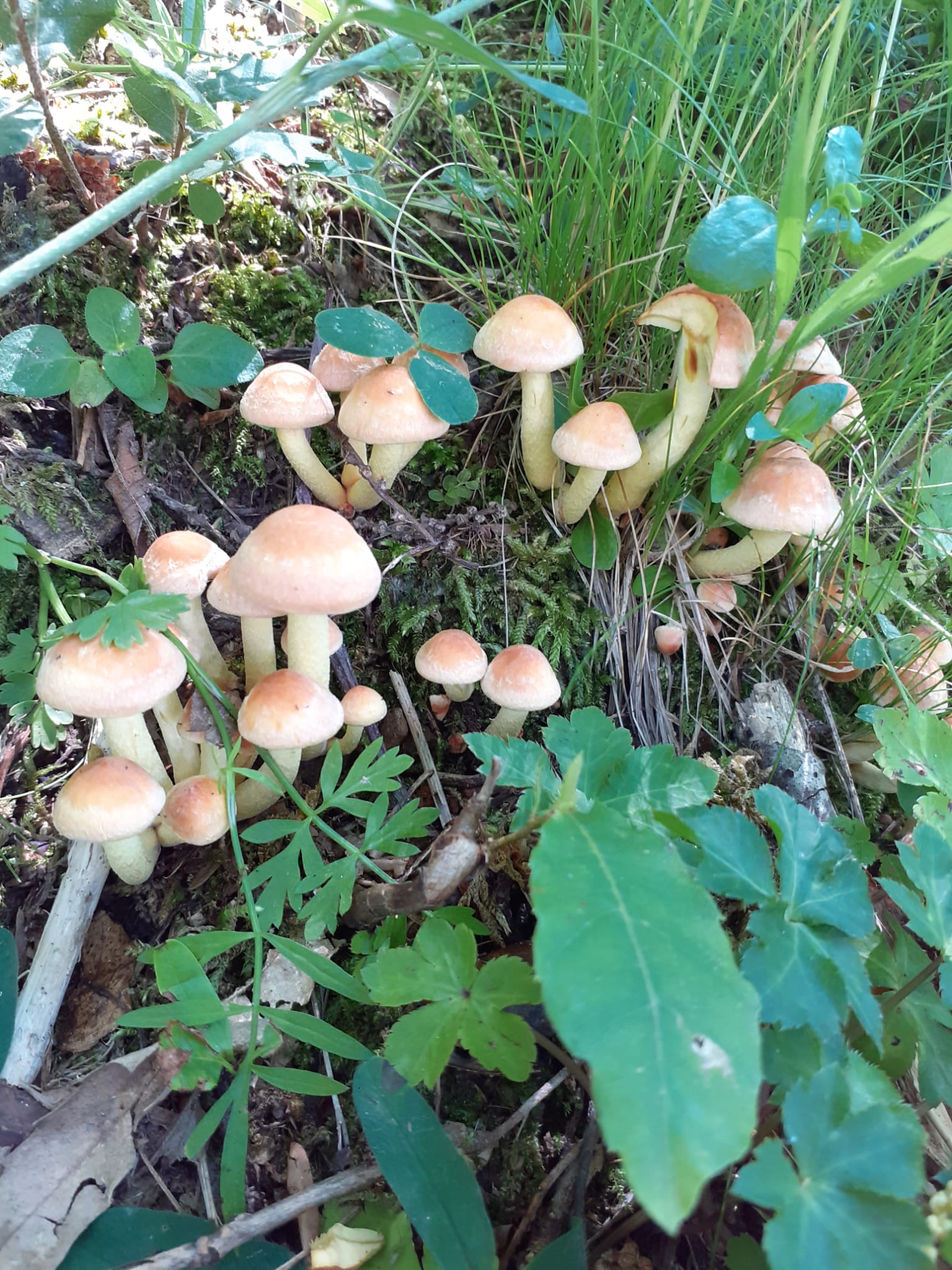 Hypholoma sublateritium (Fr.) Quél.- Hypholoma lateritium (Schaeff.)P.Kumm.
