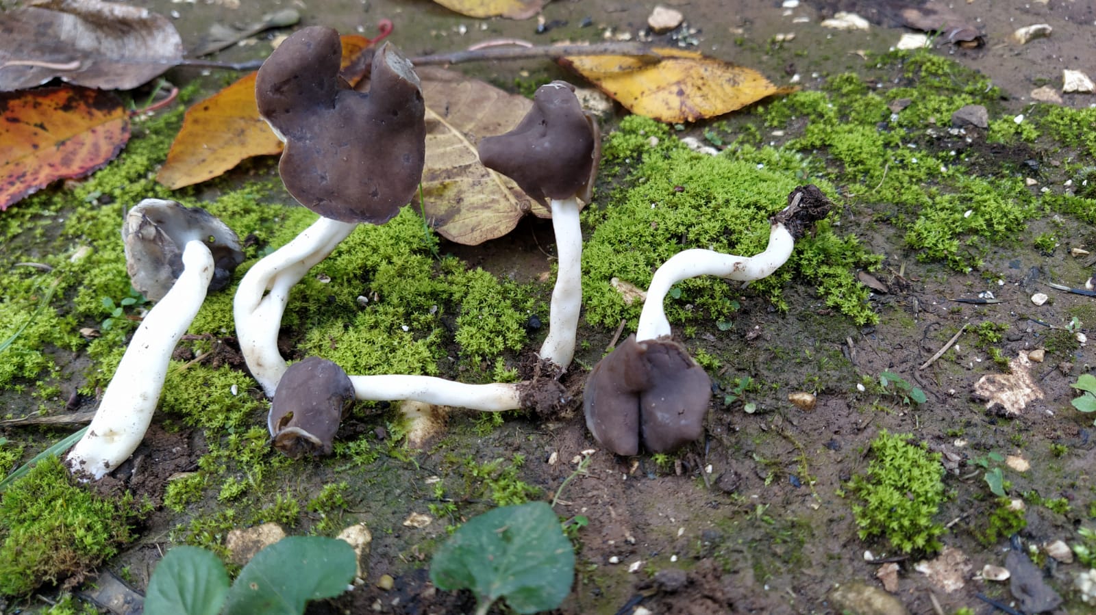 Helvella elastica Bull.
