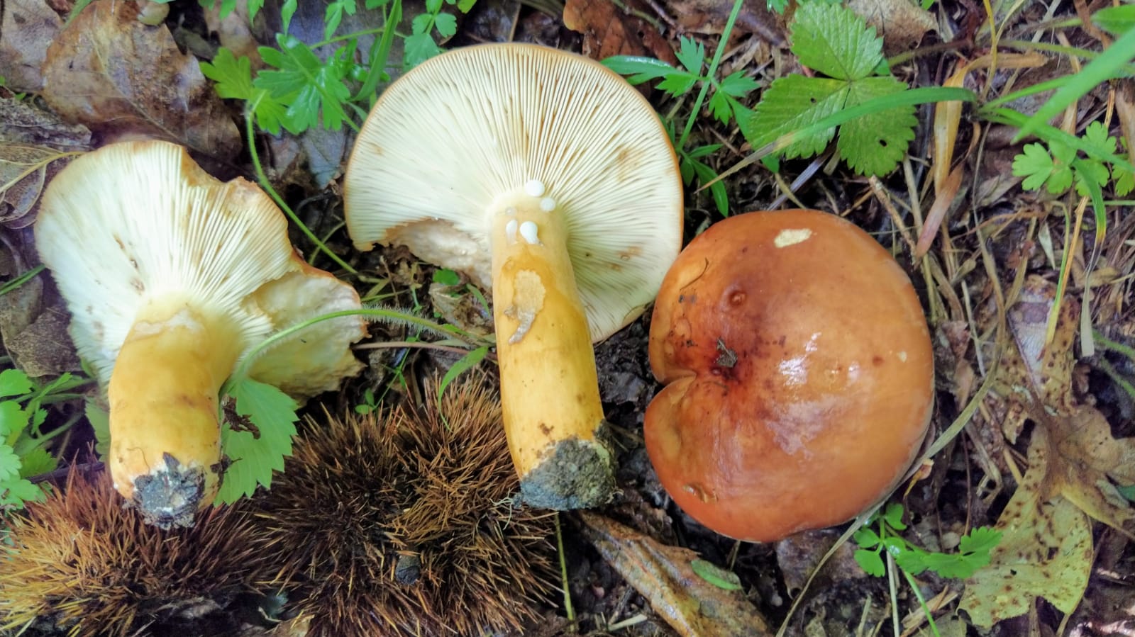 Lactarius volemus Fr.