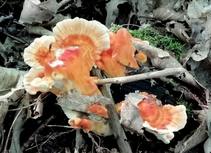 Laetiporus sulphureus (Bull.-Fr.) Murrill