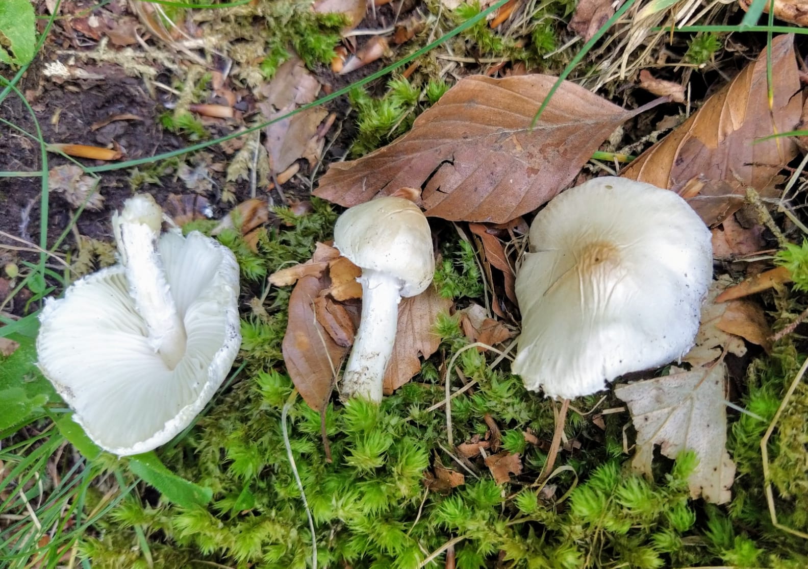 Lepiota alba (Bres.) Sacc.