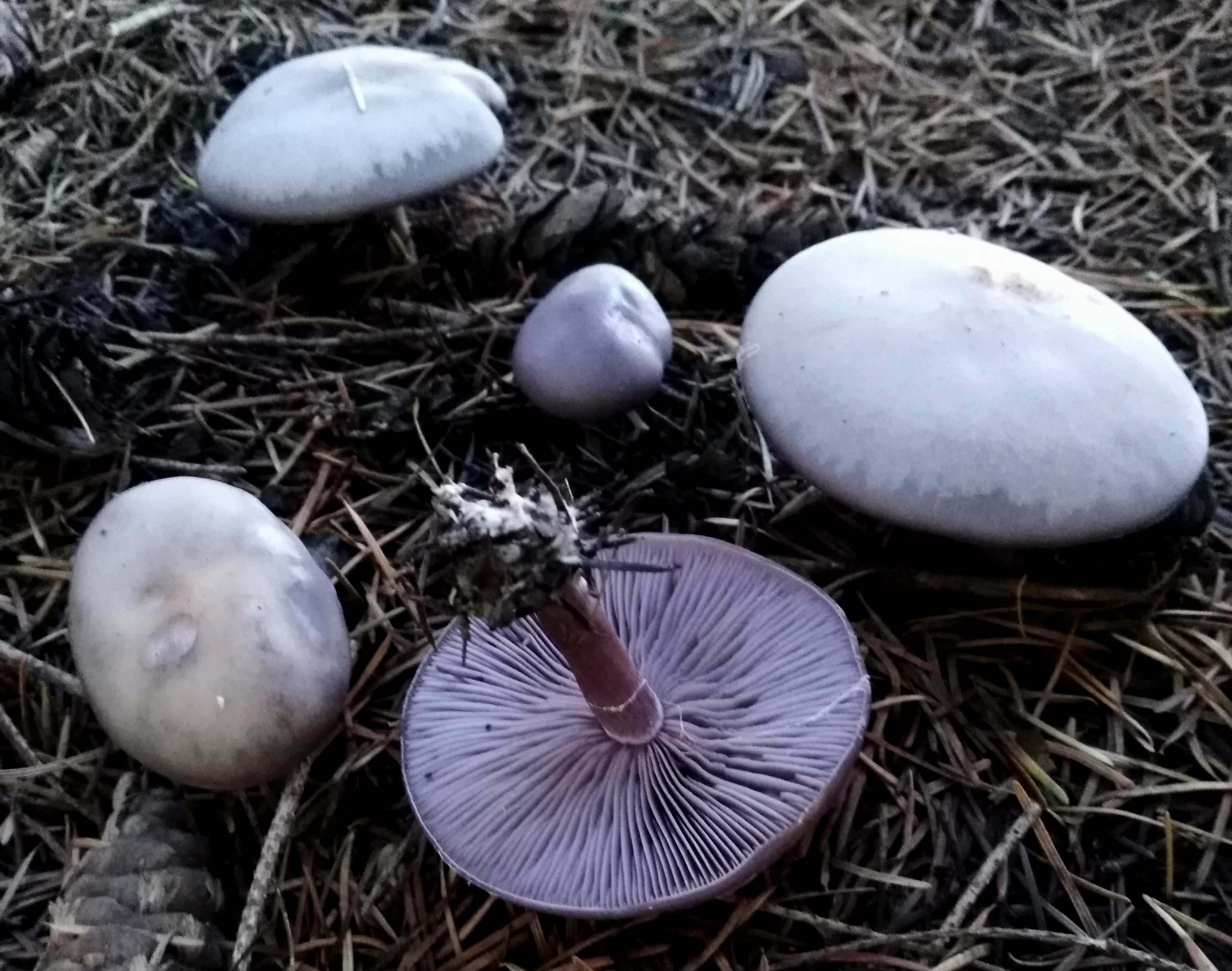 Lepista glaucocana (Bres.) Singer