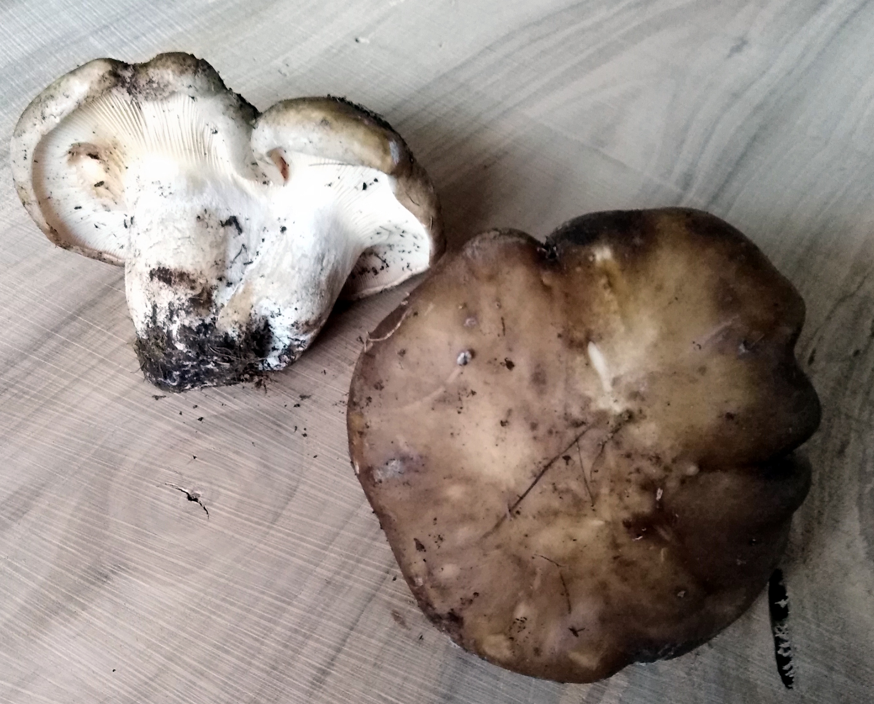Lepista piperata Ricek