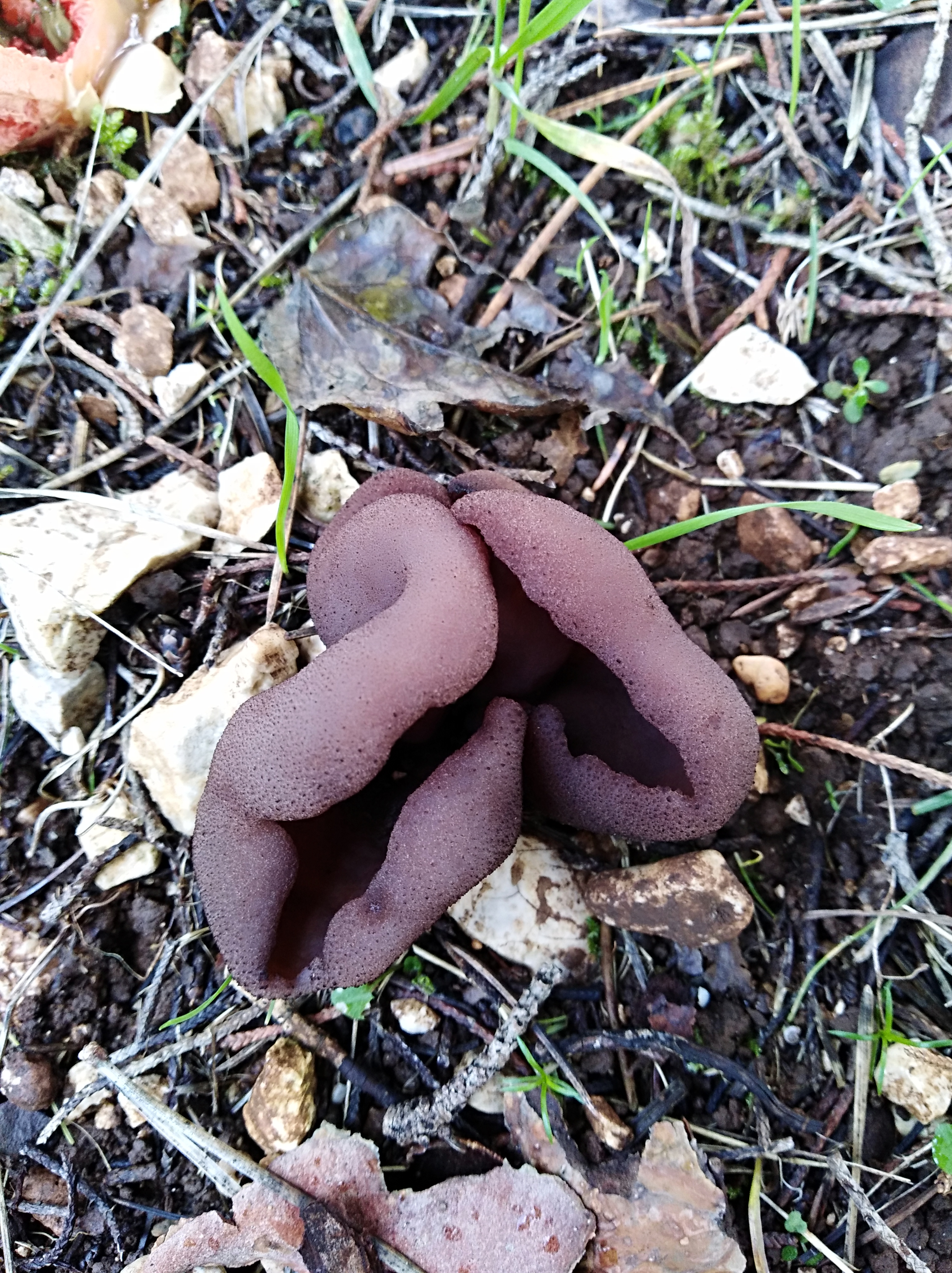 Otidea bufonia (Pers. Fr.) Boud.