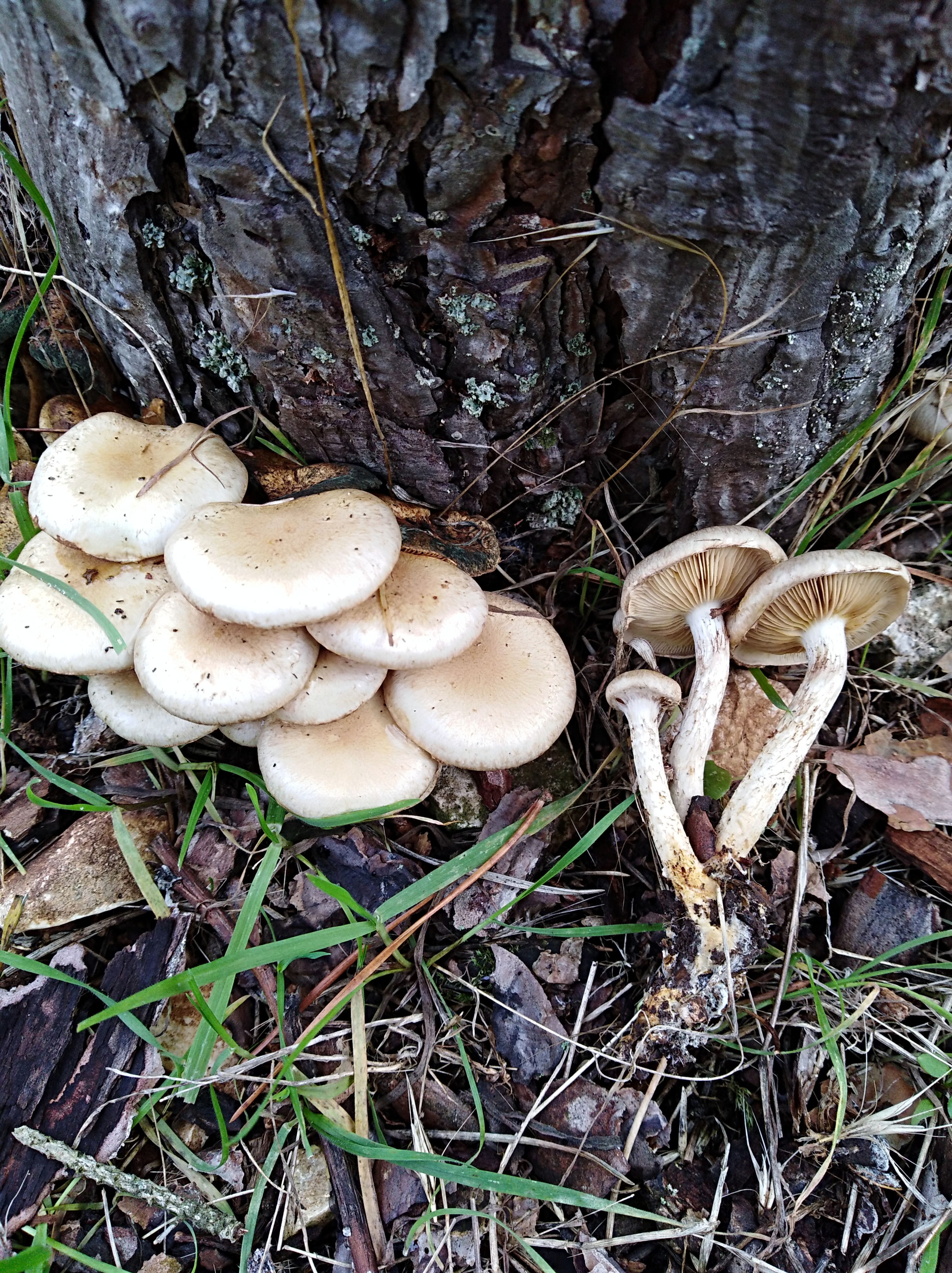 Pholiota gummosa (Lasch) Singer