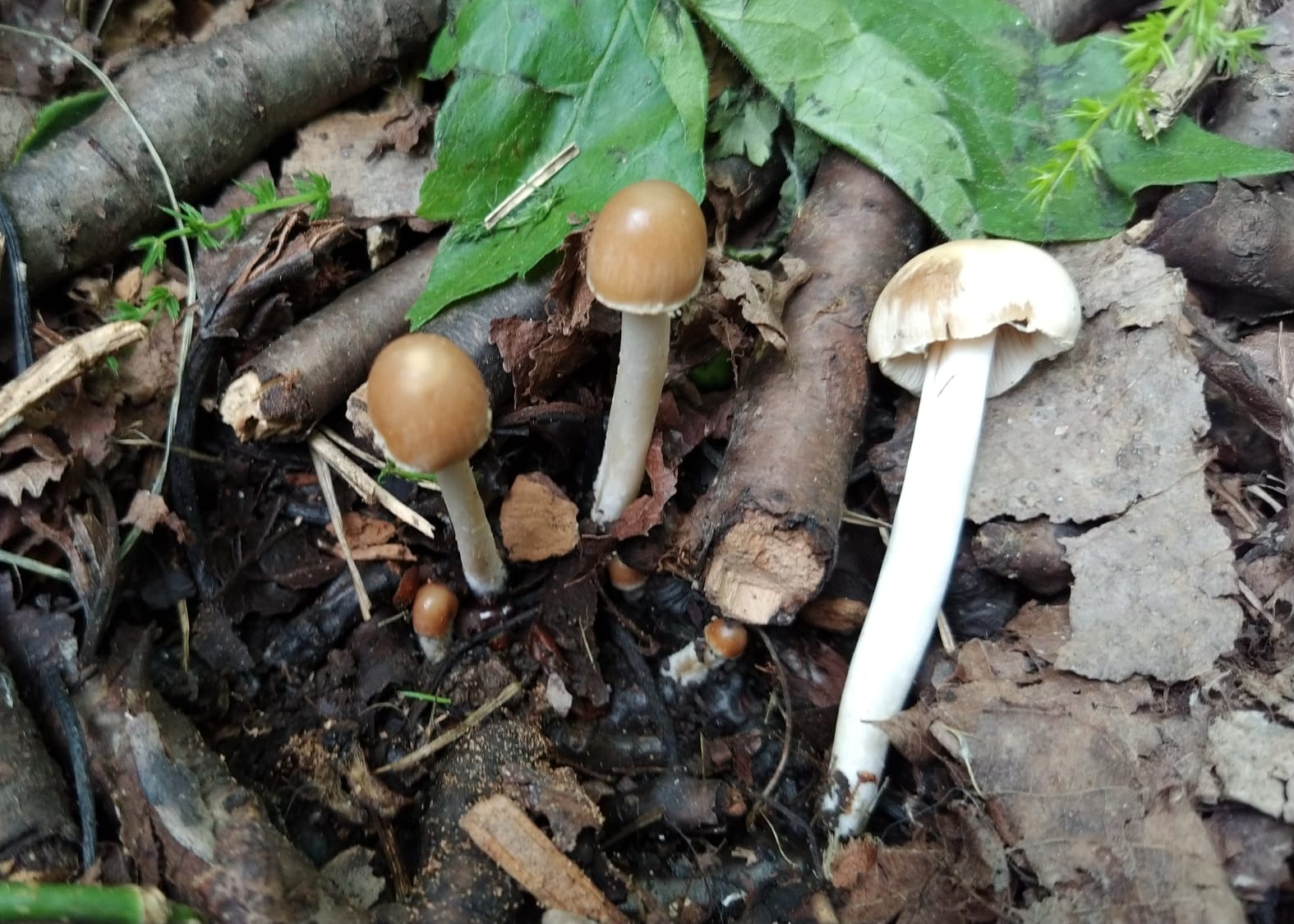 Psathyrella candolleana (Fr.:Fr.) Maire
