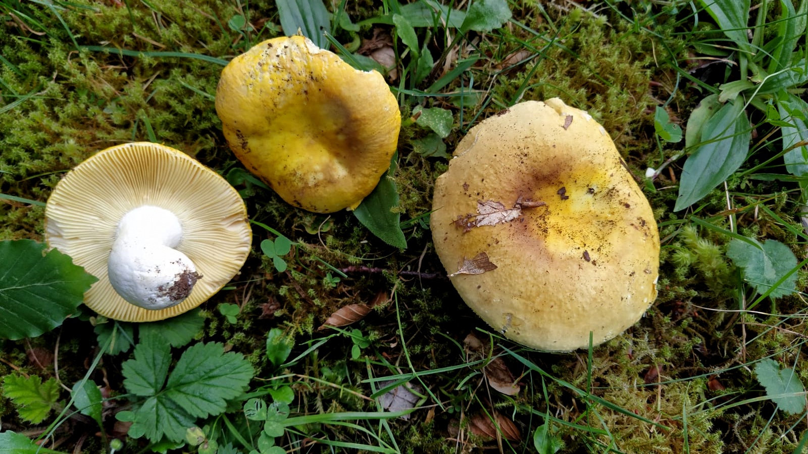 Russula aurea f. xantha Di Meo