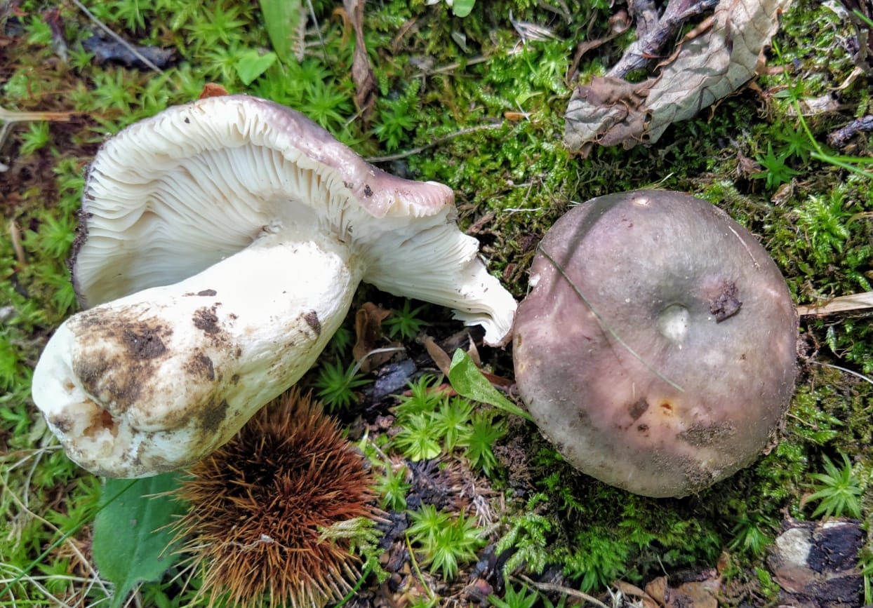 Russula cyanoxantha (Schaeff.) Fr.