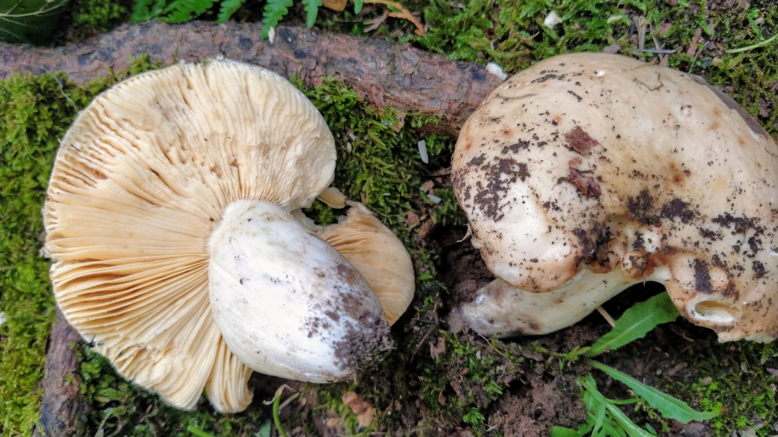 Russula dryophila Sarnari