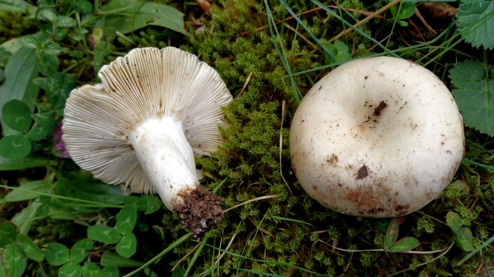 Russula faustiniana Sarnari
