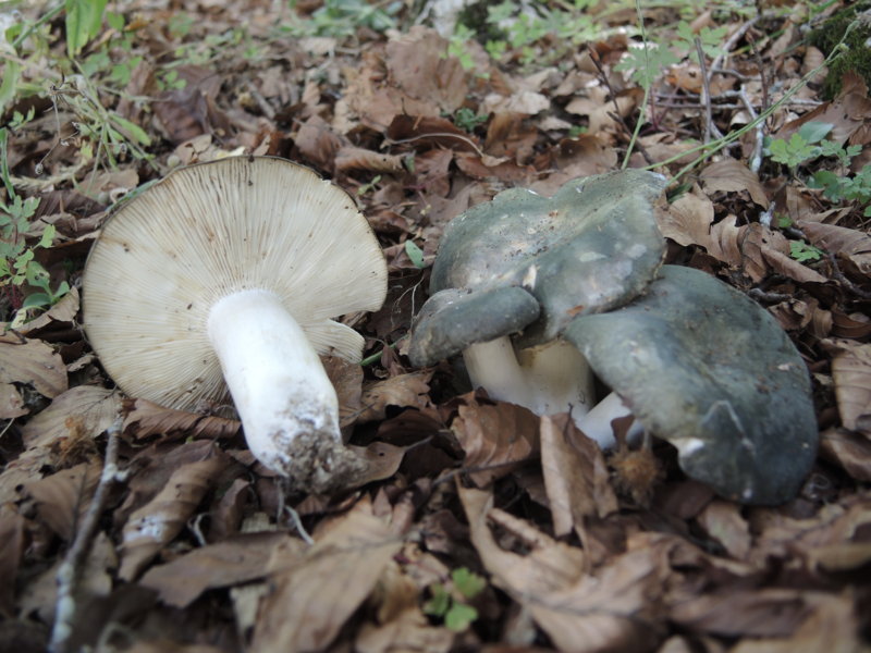 Russula parazurea Jùl. Schaff