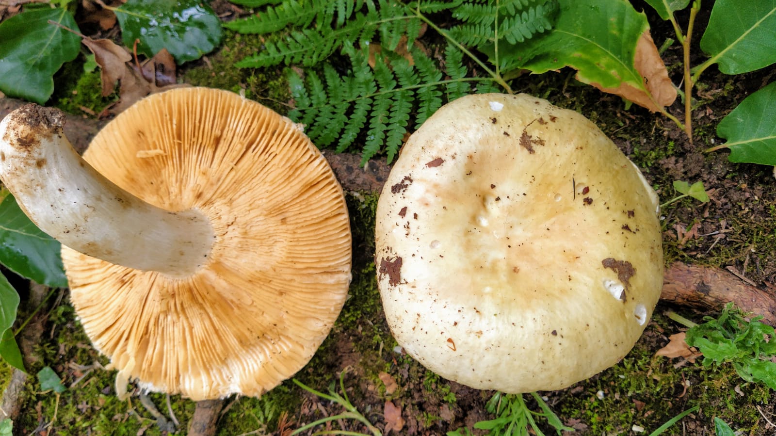 Russula melliolens Quelet