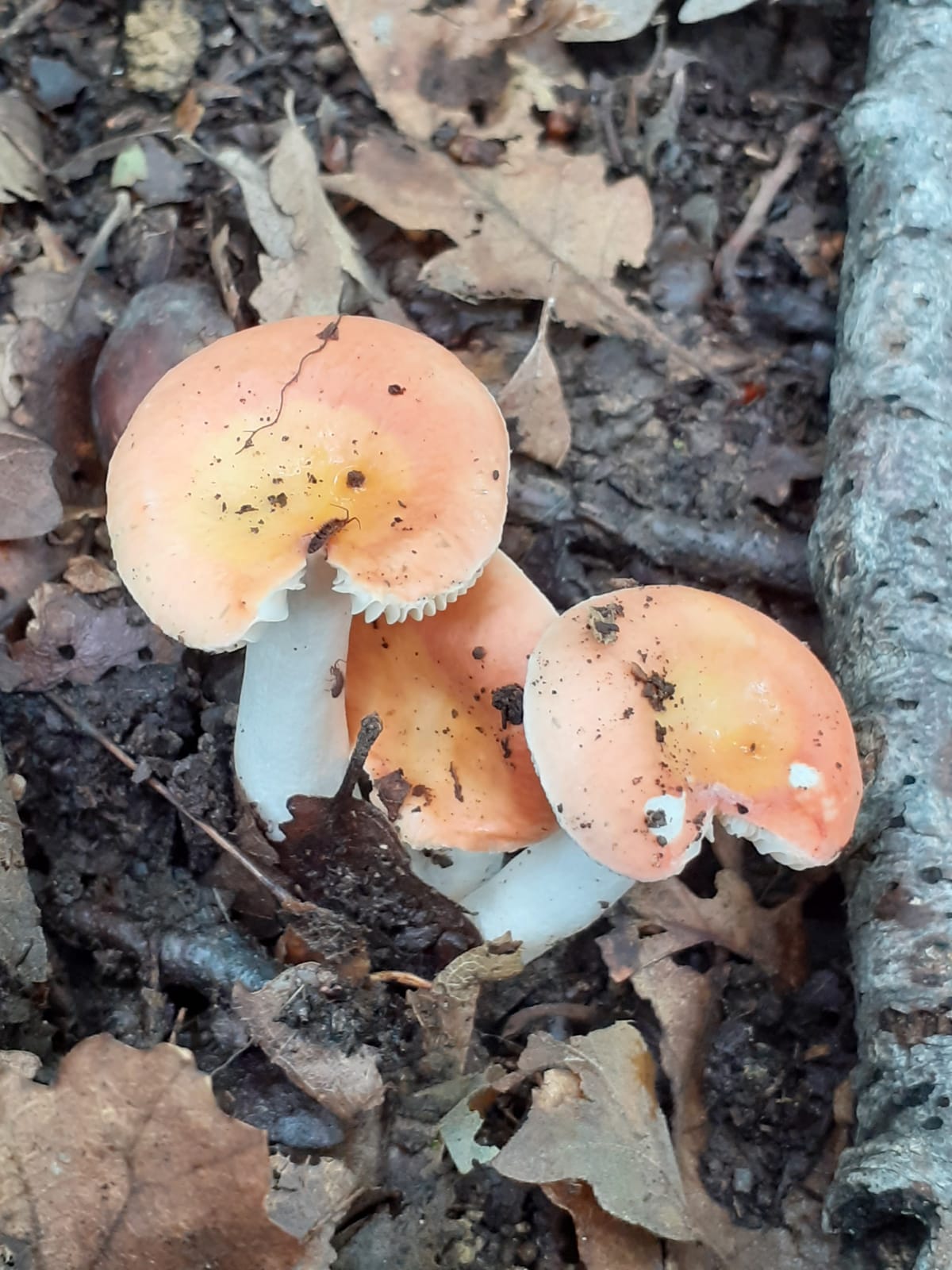 Russula velutipes Velen. = R. rosea Quel. ; R.aurora Krombh