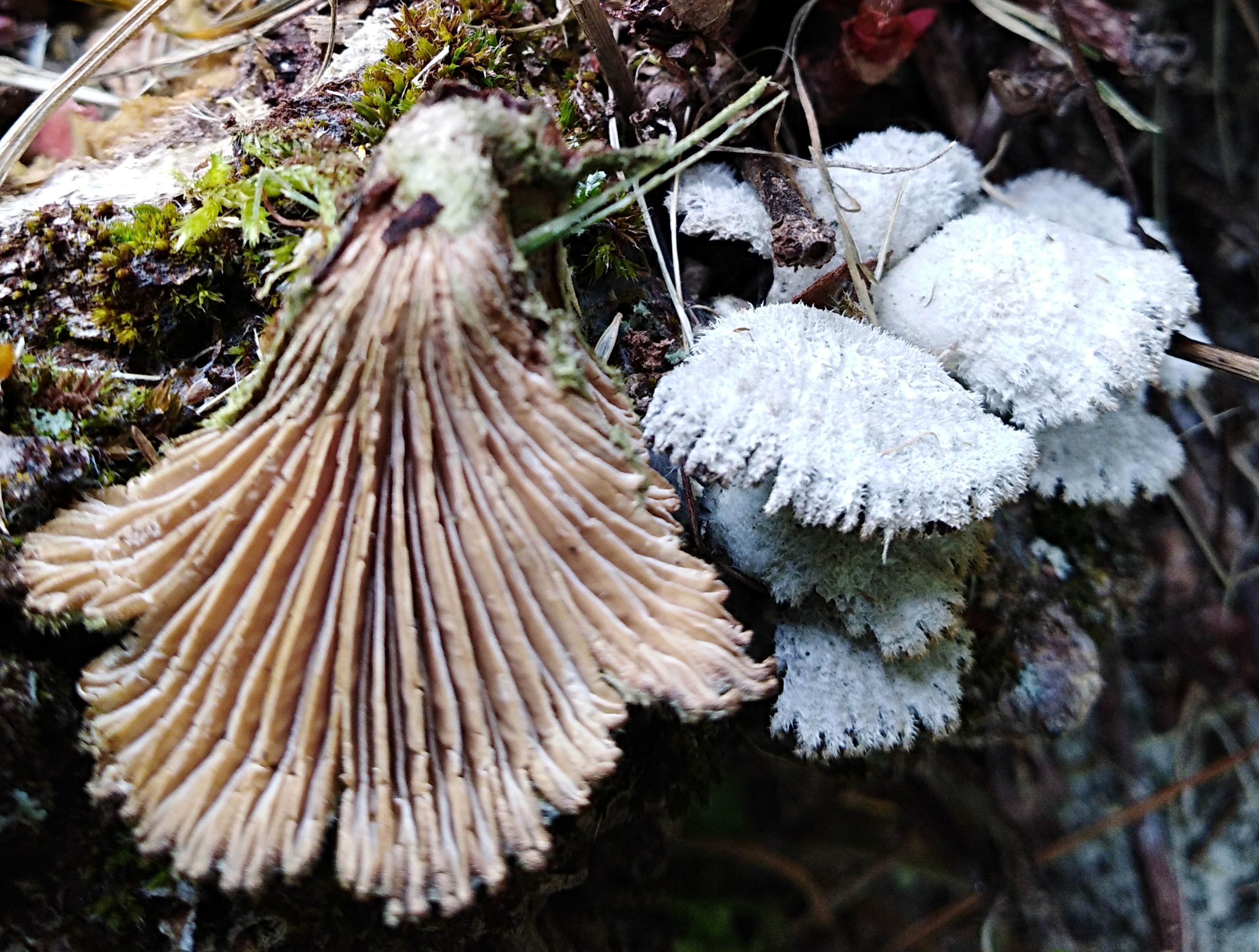 Schizophyllum commune Fr.