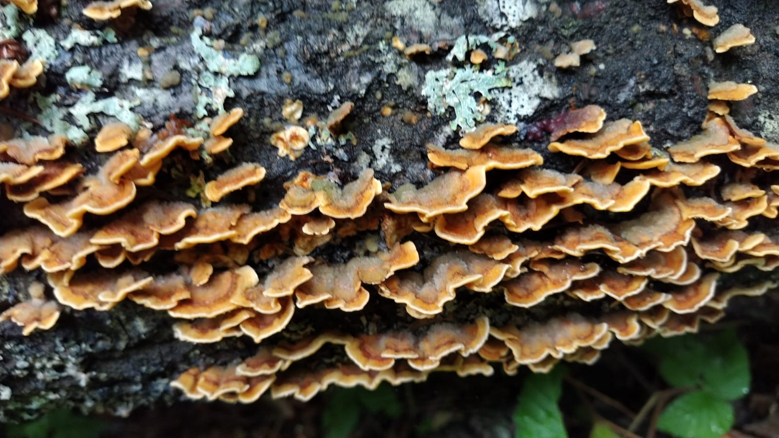 Stereum hirsutum (Willd.Fr.) Gray