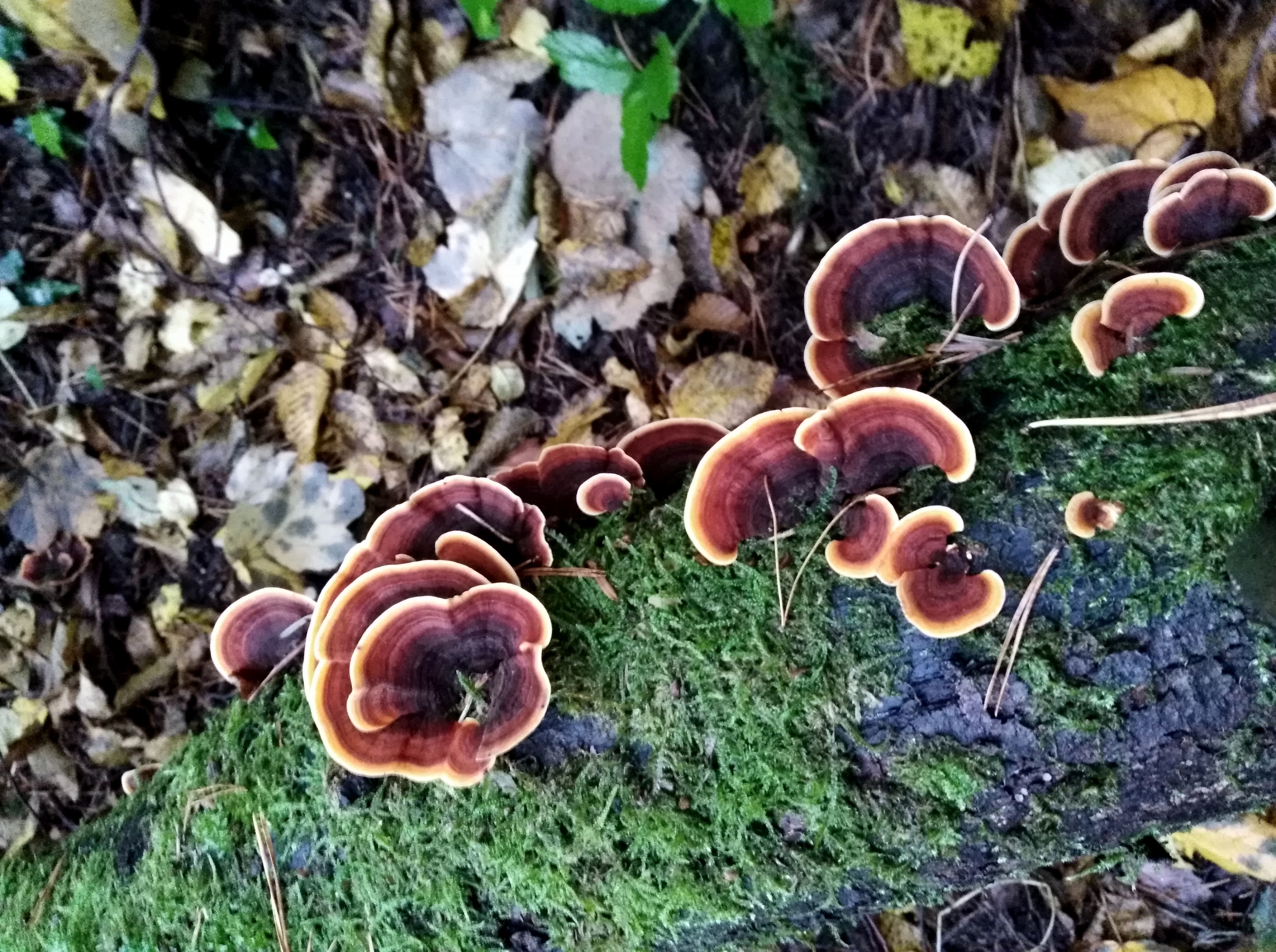 Trametes versicolor (L.) Pilat