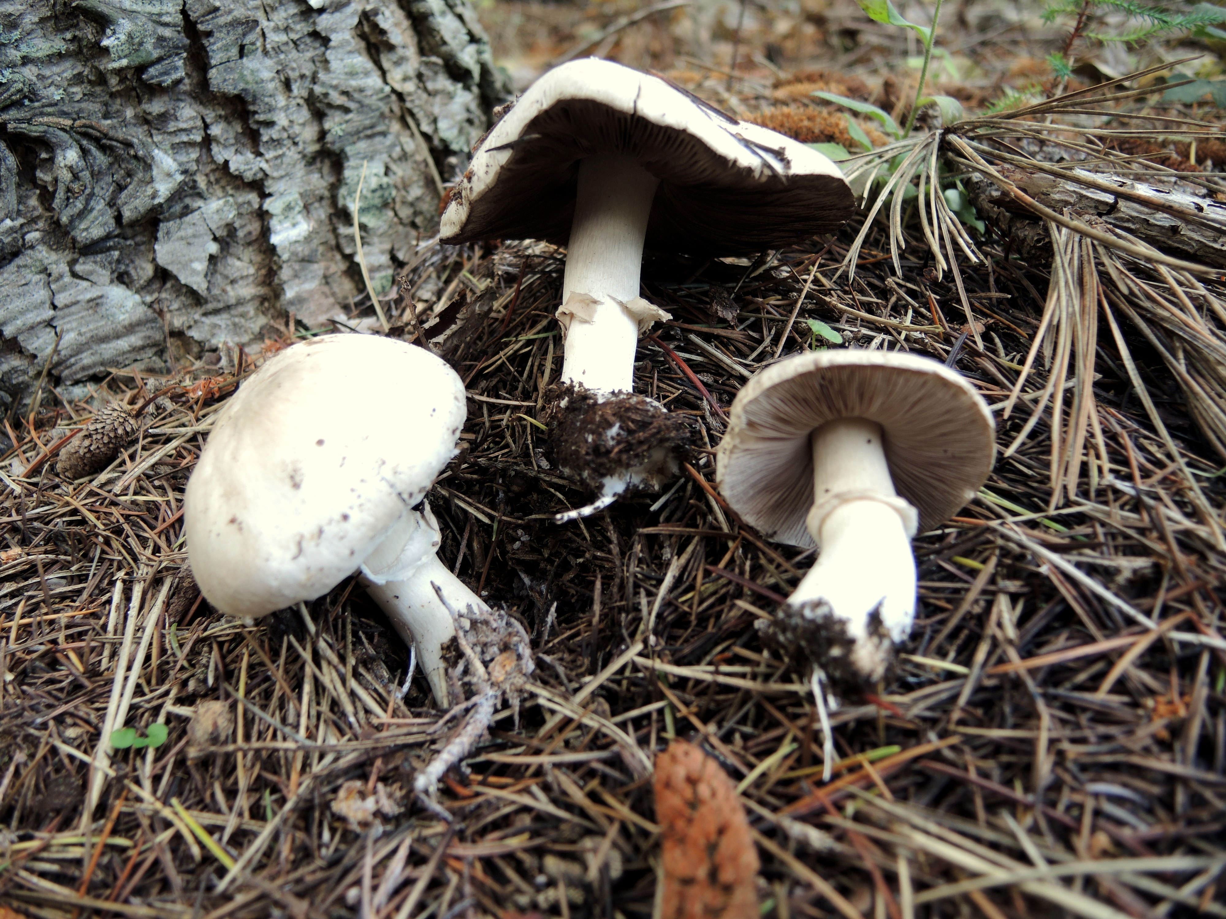 Agaricus bresadolanus Bohus