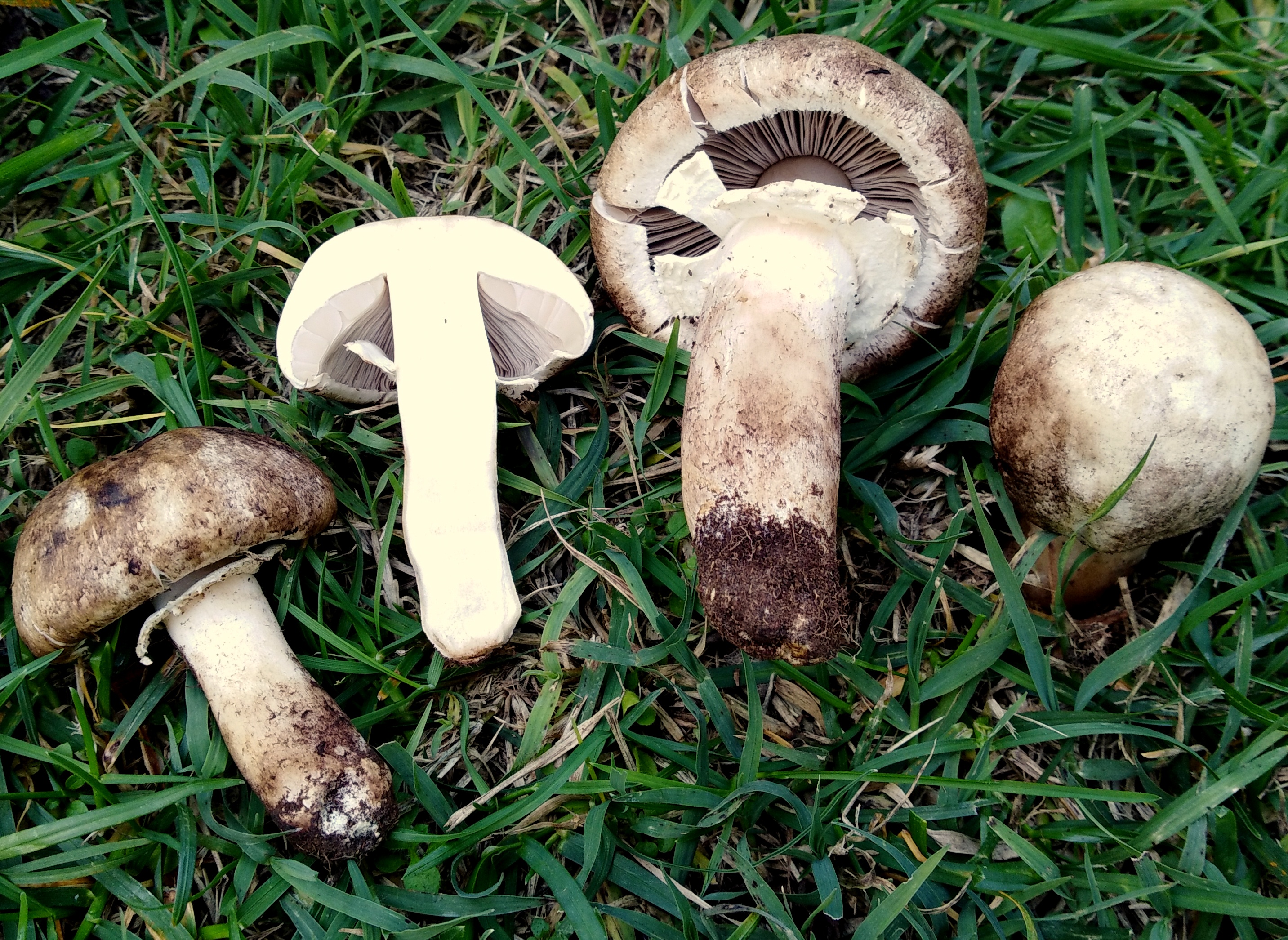 Agaricus vaporarius (Pers. ex Vitt.) Moser
