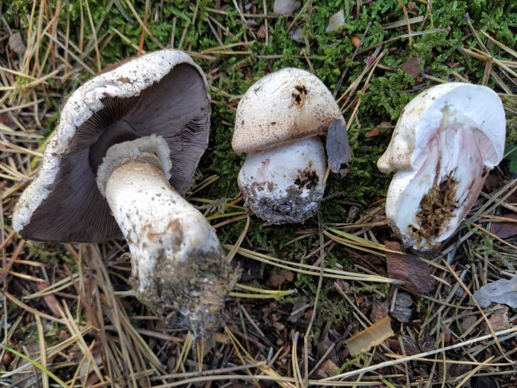 Agaricus squamulifer (Fr.H. Moller) Pilat