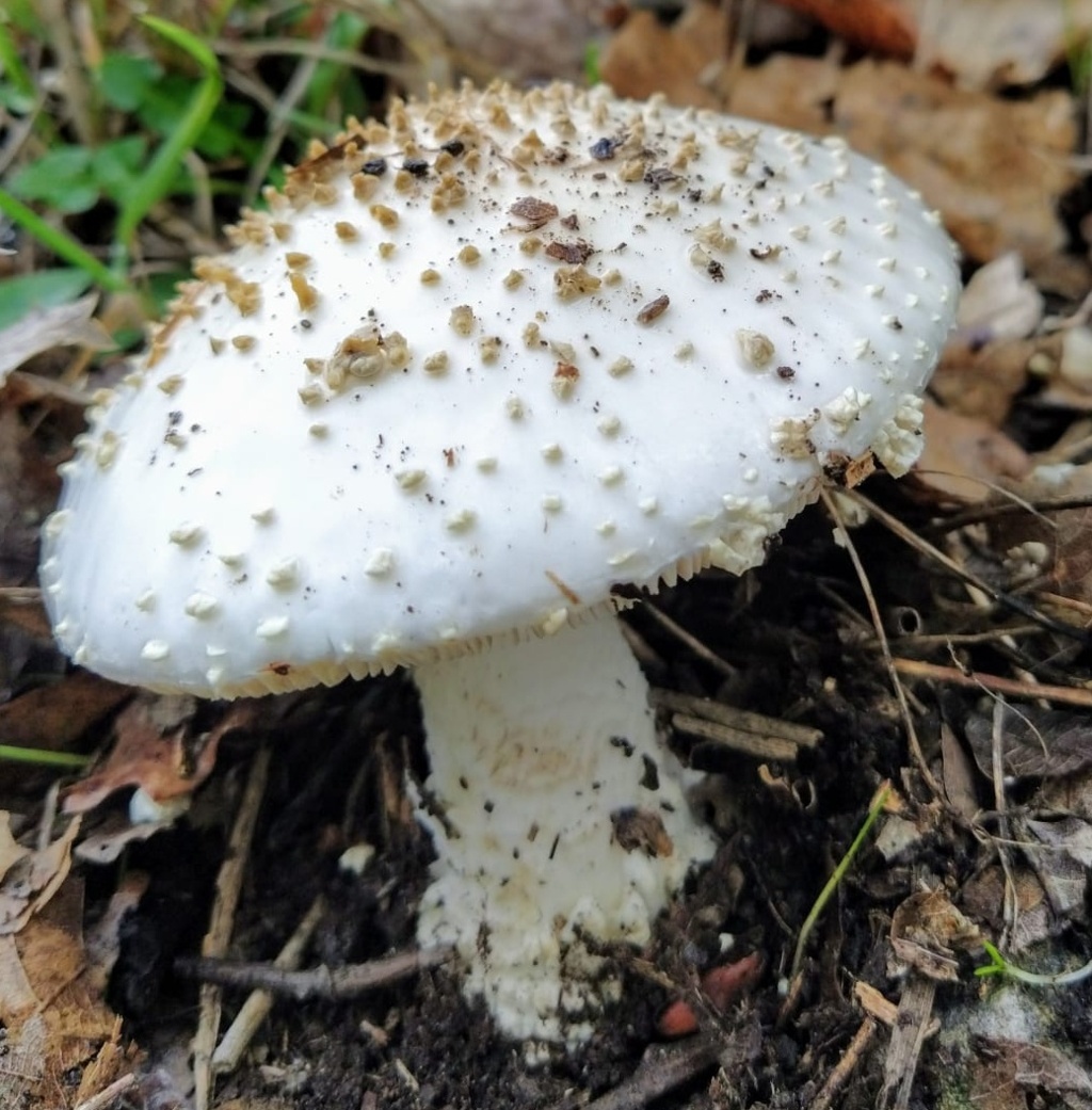 Amanita echinocephala (Vittad.)Quel