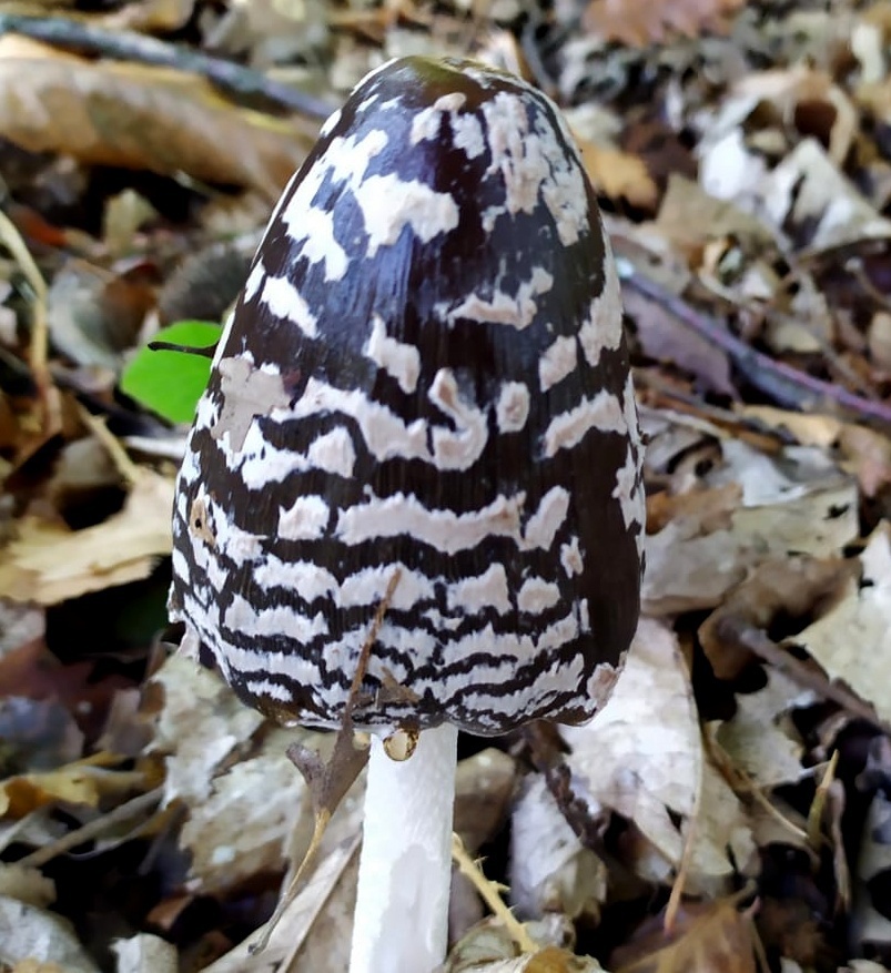 Coprinus picaceus (Bull. Fr.) Gray