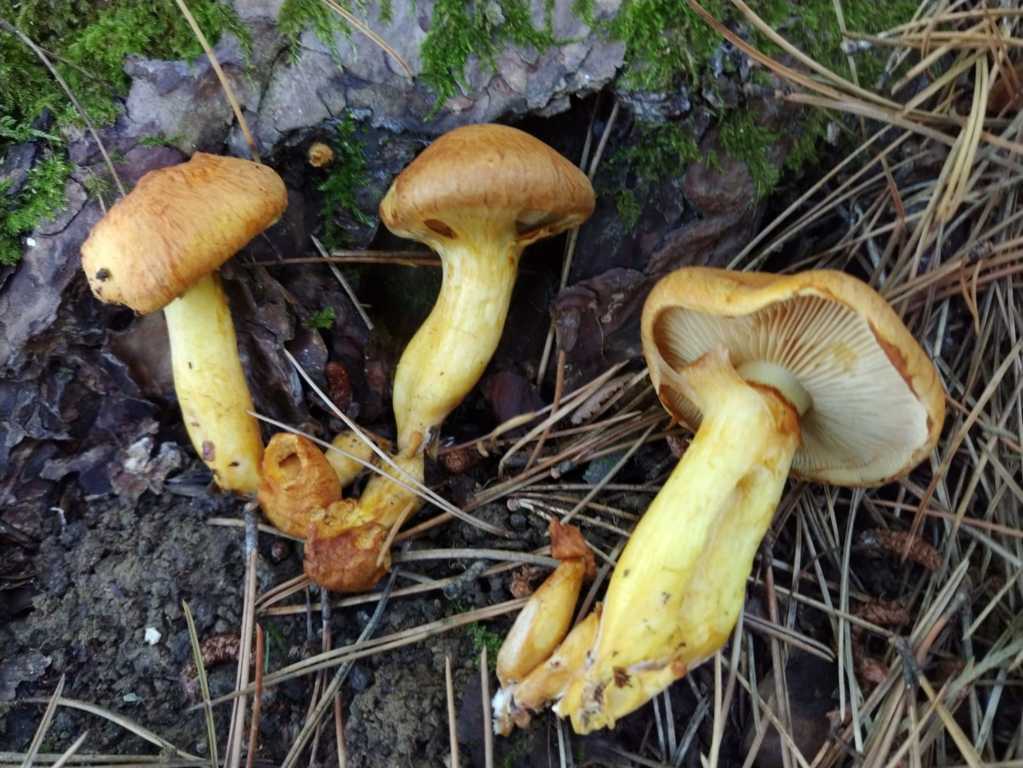 Gymnopilus spectabilis (Fr.) Singer