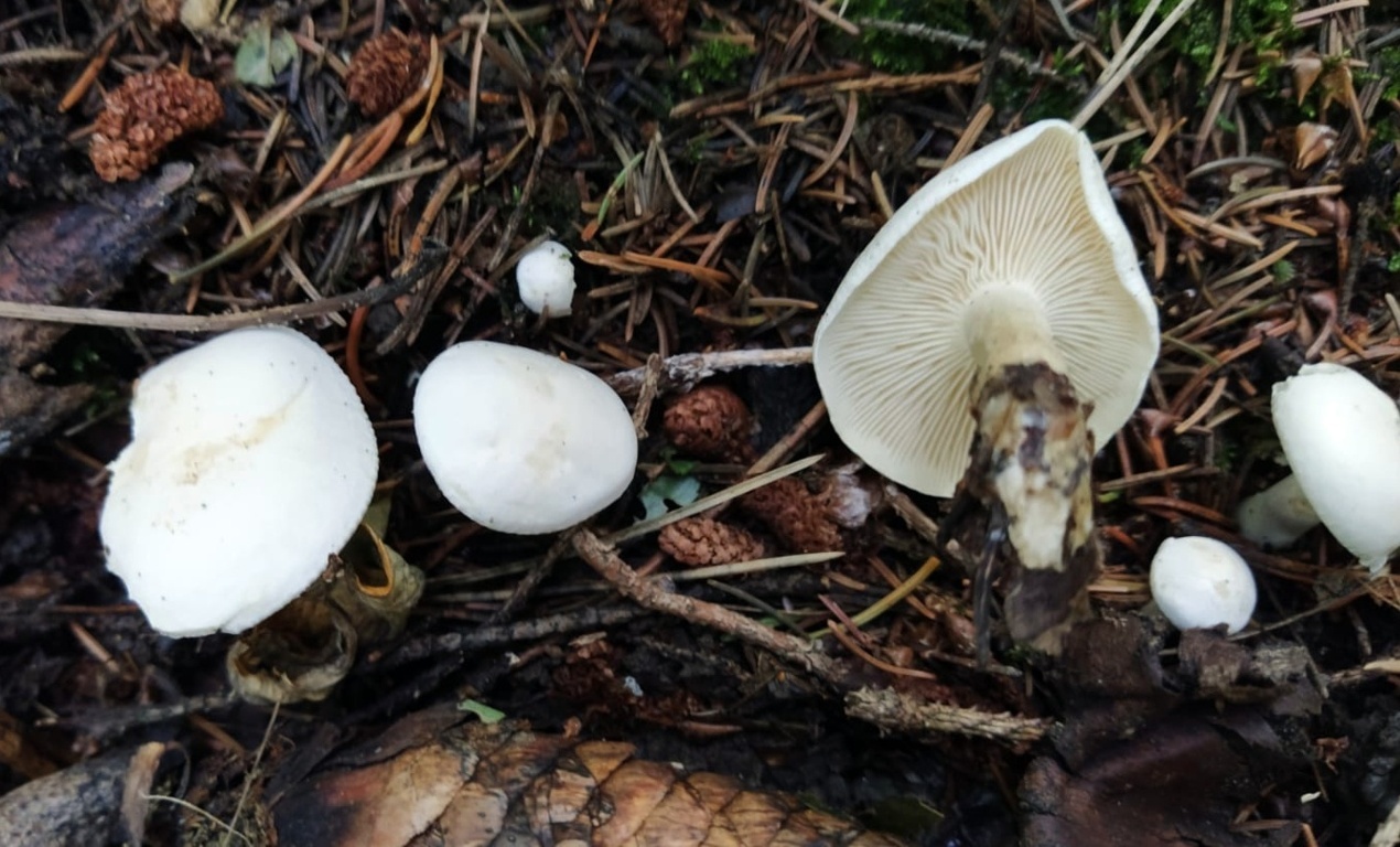 Leucopaxillus albissimus (Peck) Sing.