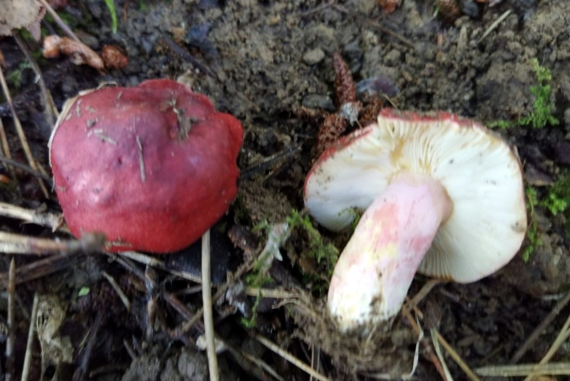 Russula sanguinea var.pseudorosacea Maire