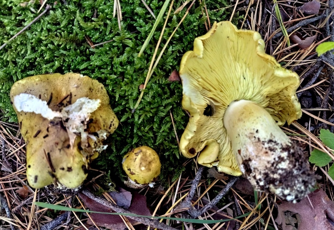 Tricholoma equestre (L. Fr.) P.Kumm