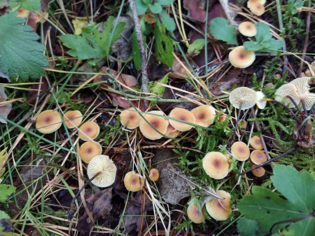 Xeromphalina fellea Maire & Malenson