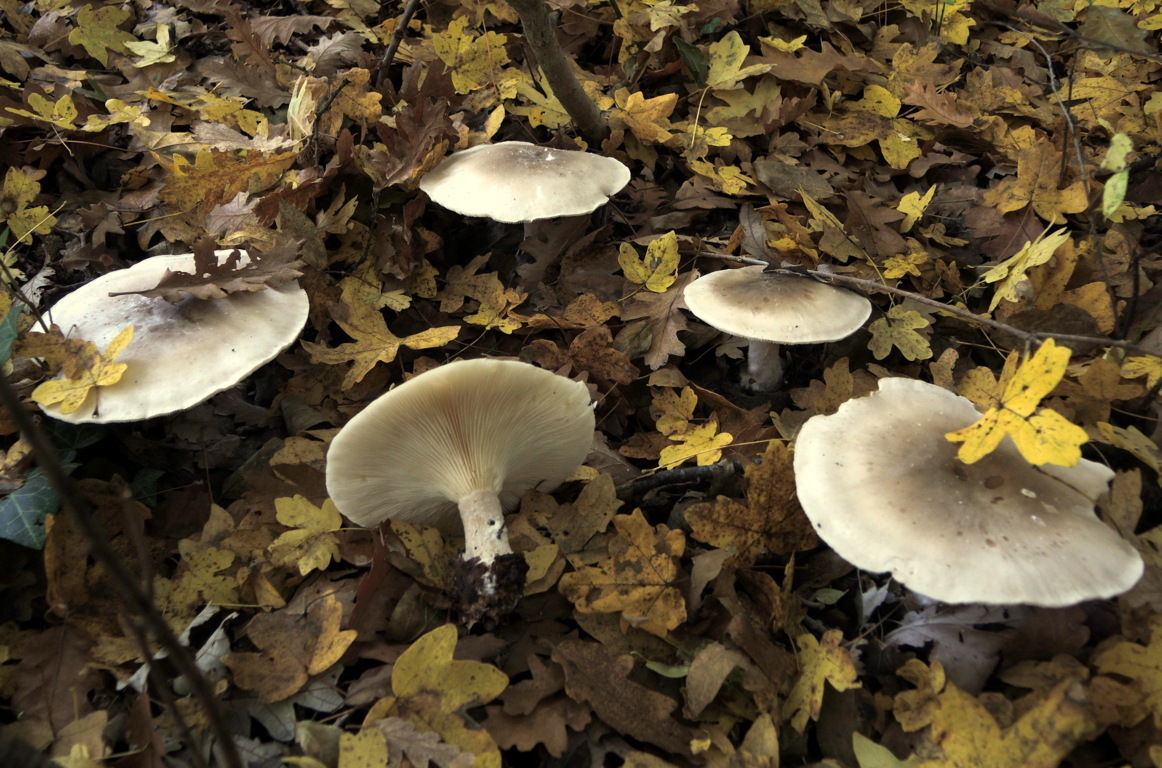 Clitocybe nebularis (Batsch – Fr.) P.Kumm.