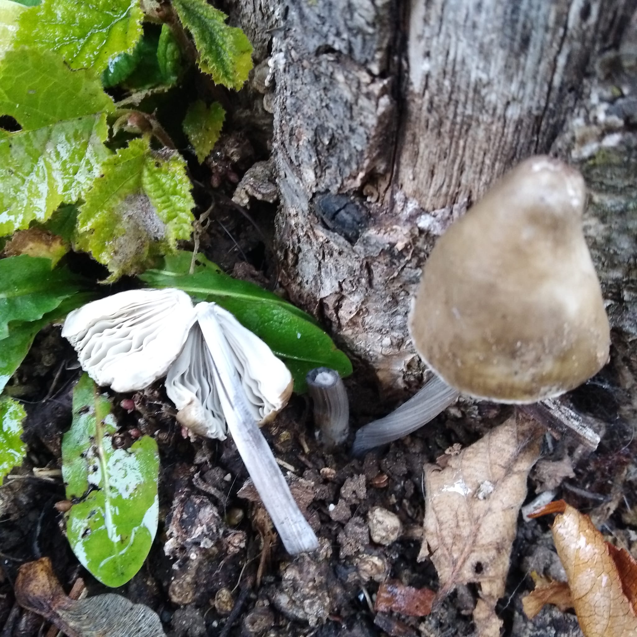 Mycena polygramma (Bull. Fr.) Gray