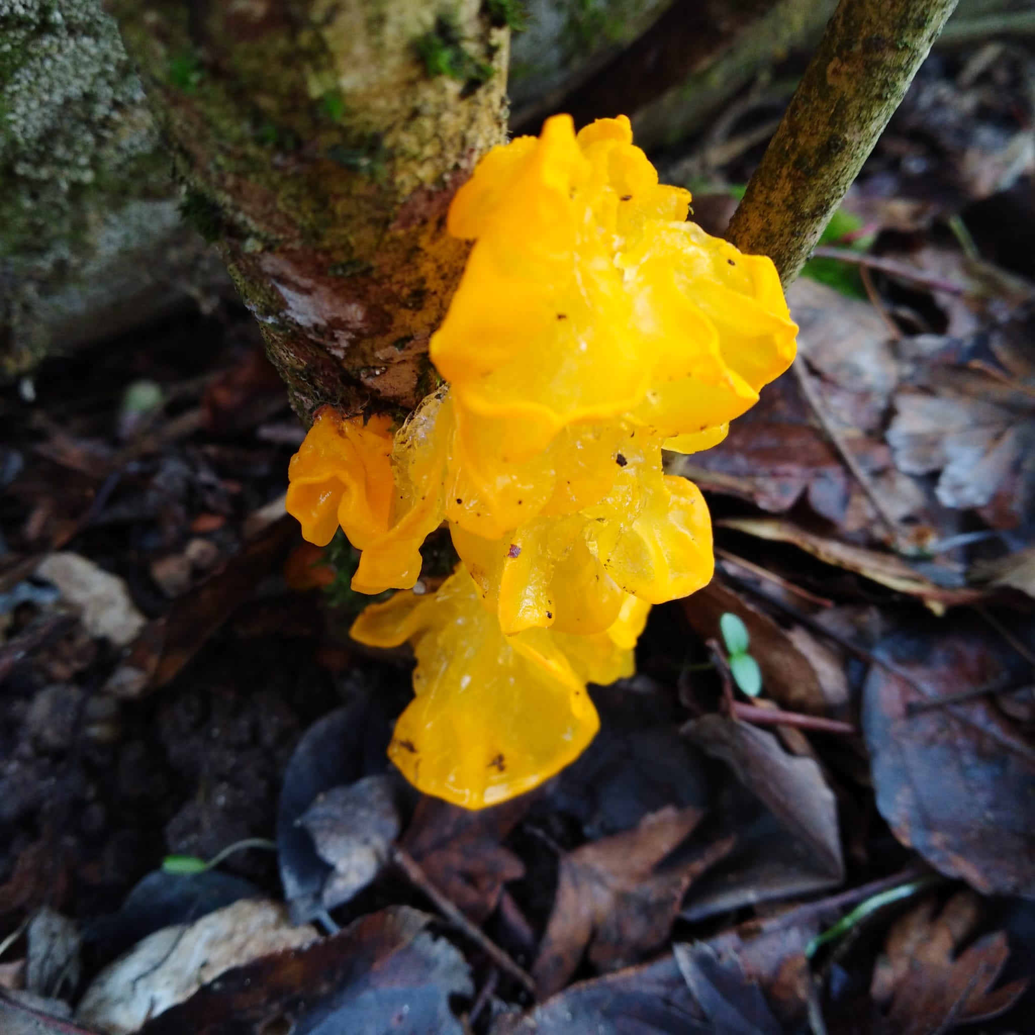 Tremella mesenterica Schaeff