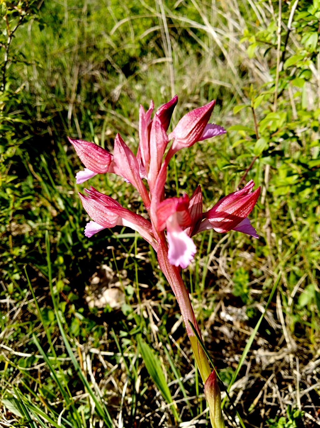 Anacamptis papilionacea